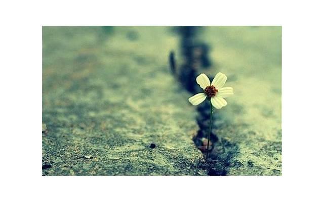 形容春雨的句子唯美