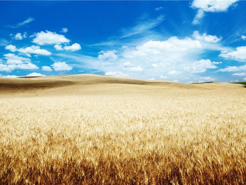 关于心愿的名言名句(14句)