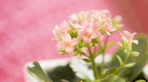 申论范文30篇背诵2025