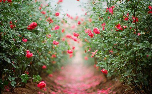 关于读书的名言诗句