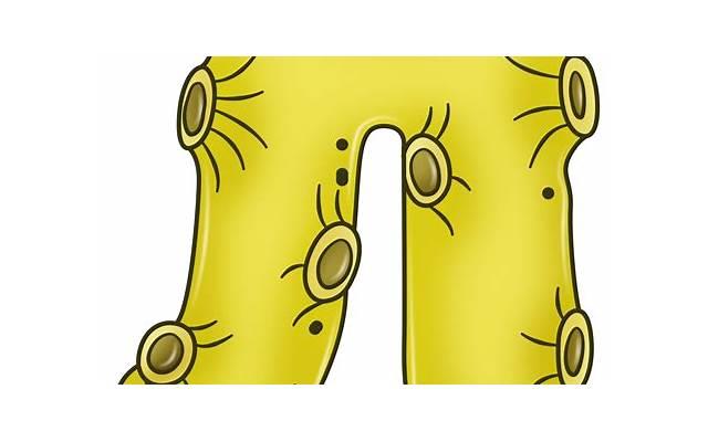 花儿凋谢伤感短句汇聚70句 花儿凋谢伤感短句汇聚70句