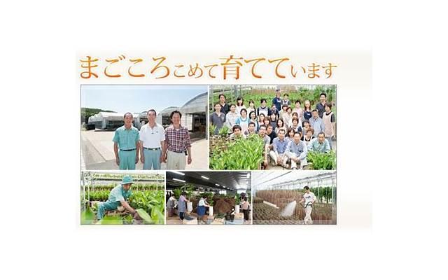 向日葵正能量的句子 向日葵正能量的句子