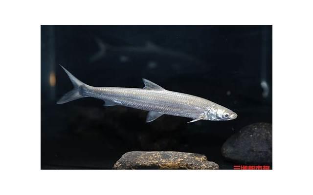 希望爱情长久的短句