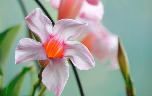 励志英文的经典句子