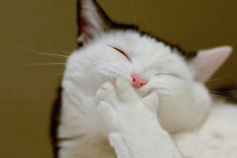 生日的美好格言大全 生日自勉格言