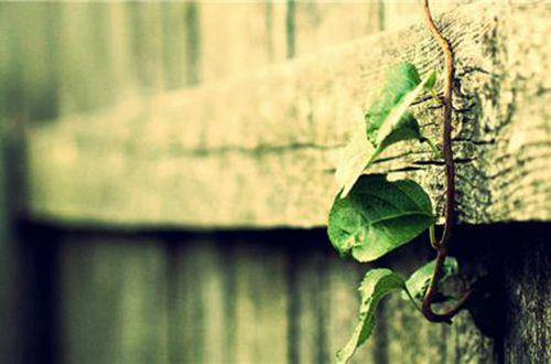 感悟人生哲理语句摘抄