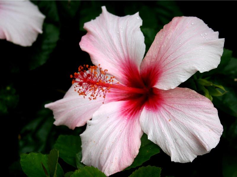 早上好的问候语大全(40句)