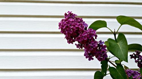 母亲生日感言简短些真实点