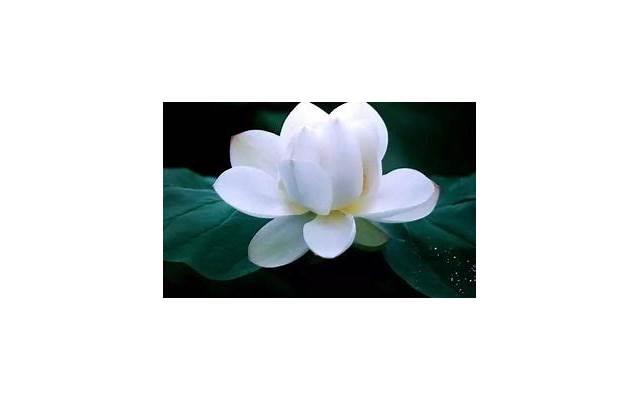 2025七夕情人节表白女友情话你知道多少呢