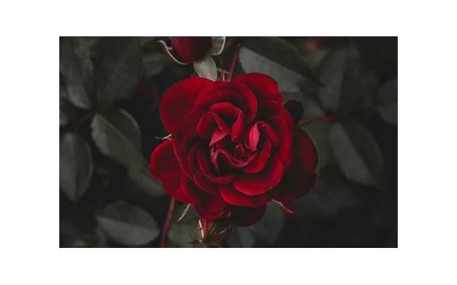 撩妹幽默情话暖心话(逗比撩妹用的幽默情话) 撩妹幽默情话暖心话(逗比撩妹用的幽默情话)