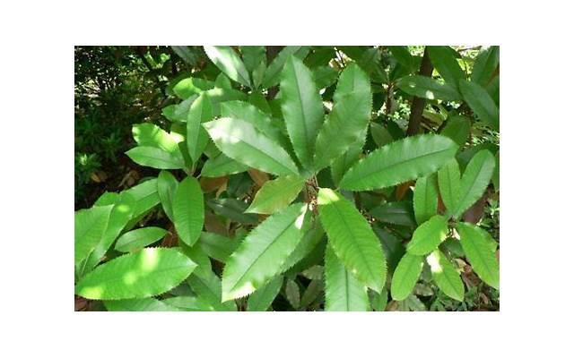 钻石的美好寓意话术