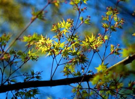 有诗意带月字的网名