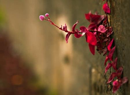 有意境的两个字名字