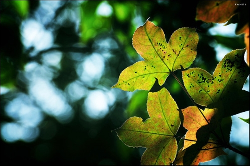 自卑的说说心情短语(优选50句) 自卑的说说心情短语(优选50句)