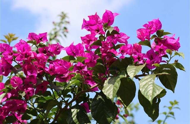 唯美古风的四个字姐妹网名(精选97个)