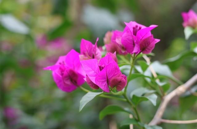 唯美古风的四个字姐妹网名(精选97个)