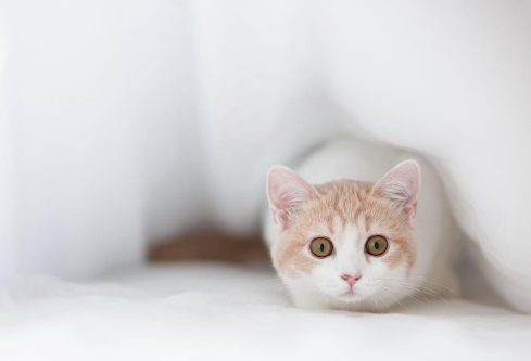 1687625687483868.png image.png