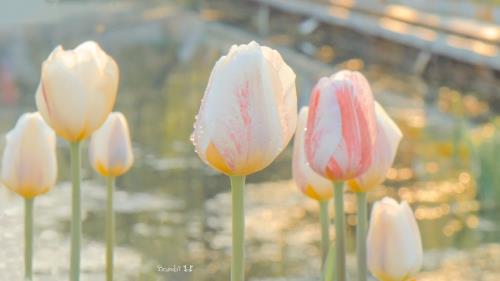 油菜花照片配简短文字