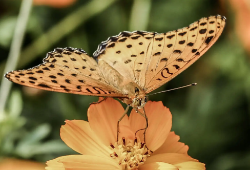 1708296593463136.png image.png