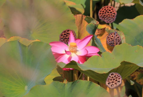 1708307262332206.png image.png