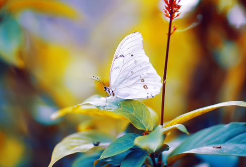 1692902859106443.png image.png