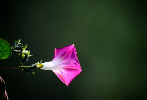 1692905513797378.png image.png