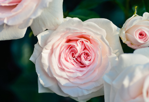 1692906675108827.png image.png