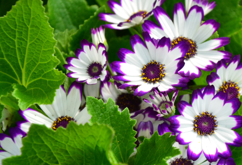 1692907338134340.png image.png