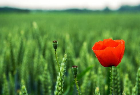 1692912485998165.png image.png