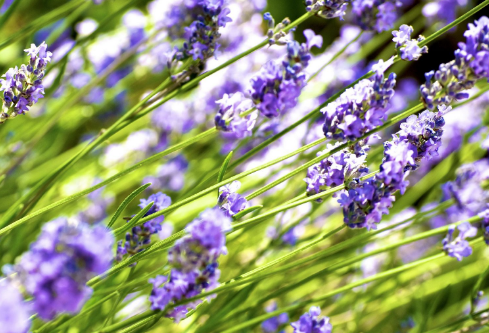 1692922769592934.png image.png