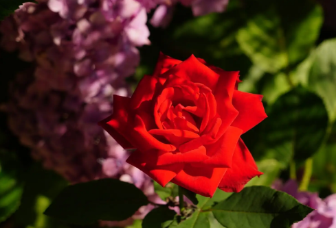 1716831358101808.png image.png