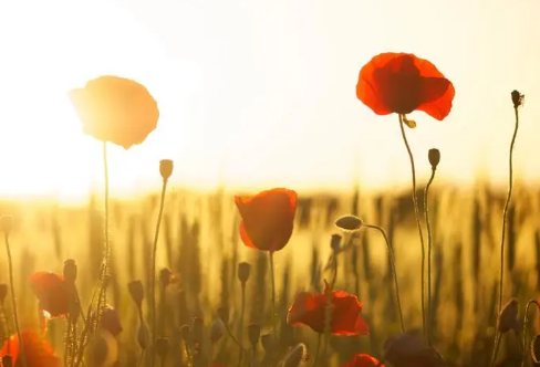 1721802747118406.png image.png