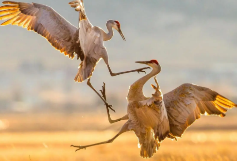 1721804748374419.png image.png