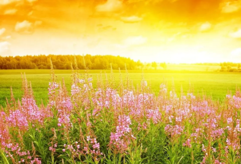 1721806582940889.png image.png